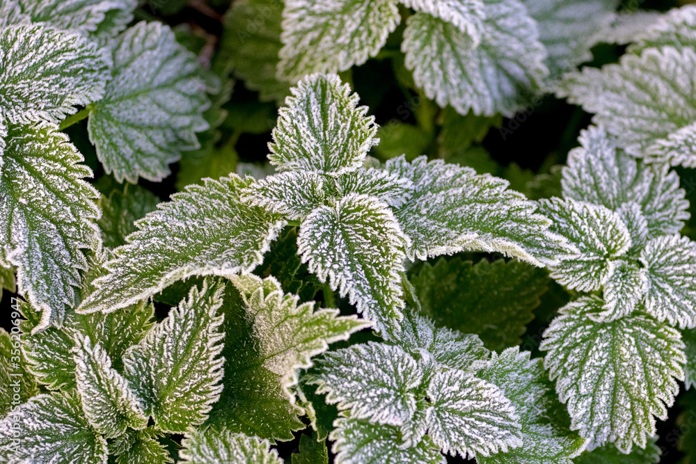Frost-covered green nettle leaves, the first frosts in autumn Frost-covered green nettle leaves, the first frosts in autumn