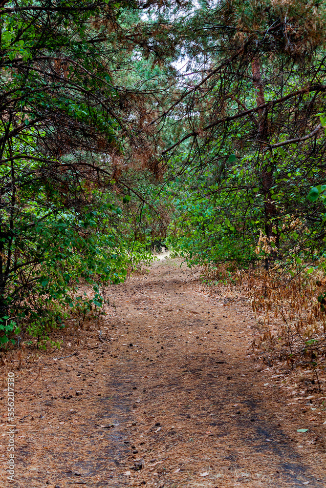 The path in the forest The path in the forest
