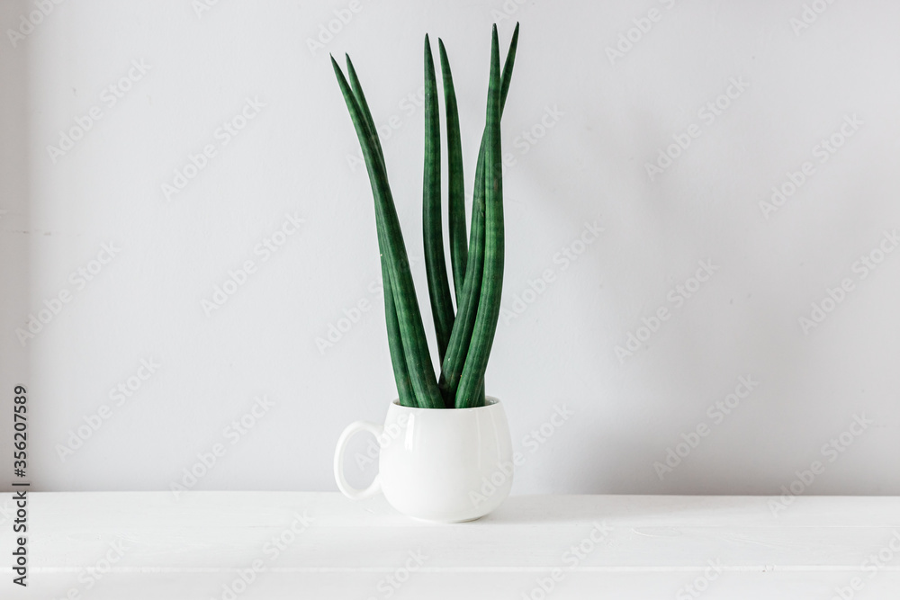 Fototapeta premium ornamental plant - sansevieria, succulent. Modern decor, looks spectacular at home or in the office