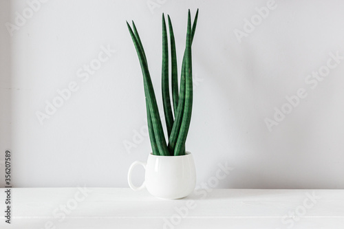 ornamental plant - sansevieria  succulent. Modern decor  looks spectacular at home or in the office