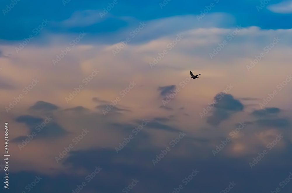 Inspirational landscape with silhouette of a lonely bird flying high through the clouds in the evening sky. Concept of Freedom, Independence, Life, Journey, Love and Lone warrior. Selective focus.