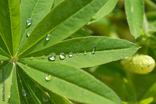 Lupine leaves with drops after rain