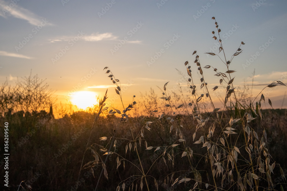 Wheat and grasses in a country sunset landscape in Oakdale, California