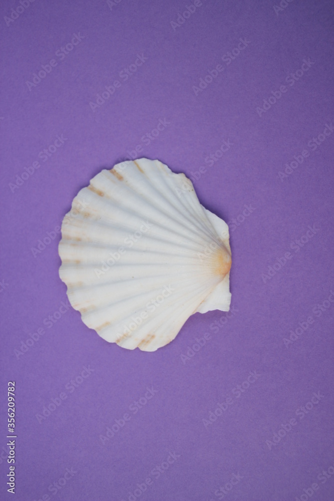 scallop shell on purple background with copy space scallop shell on purple background with copy space