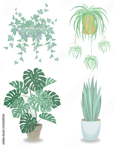 Collection. Indoor plant in a pot. Chlorophytum, monster, sansevier, ivy. Beautiful decorative flowerpot. Vector illustration of a set.
