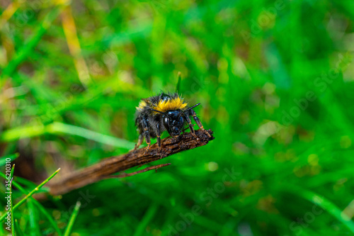 Large Yellow Orange and Black Striped Honey Bee Close up Marco Portrait View photo