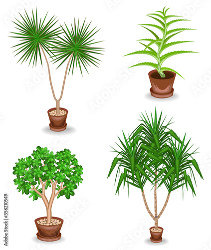Collection. Indoor plant in a pot. Yucca, scarlet faith, dracaena. Beautiful decorative flowerpot. Vector illustration of a set.
