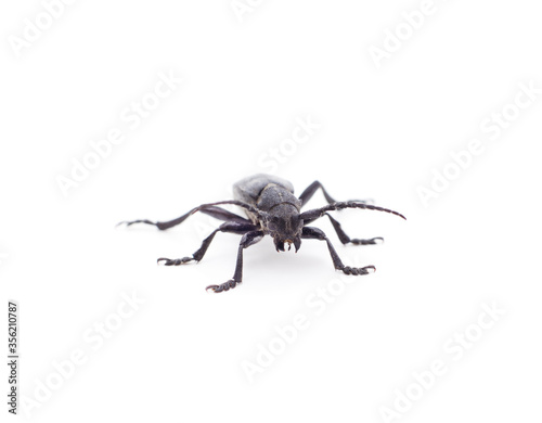 One black spider. © ANASTASIIA