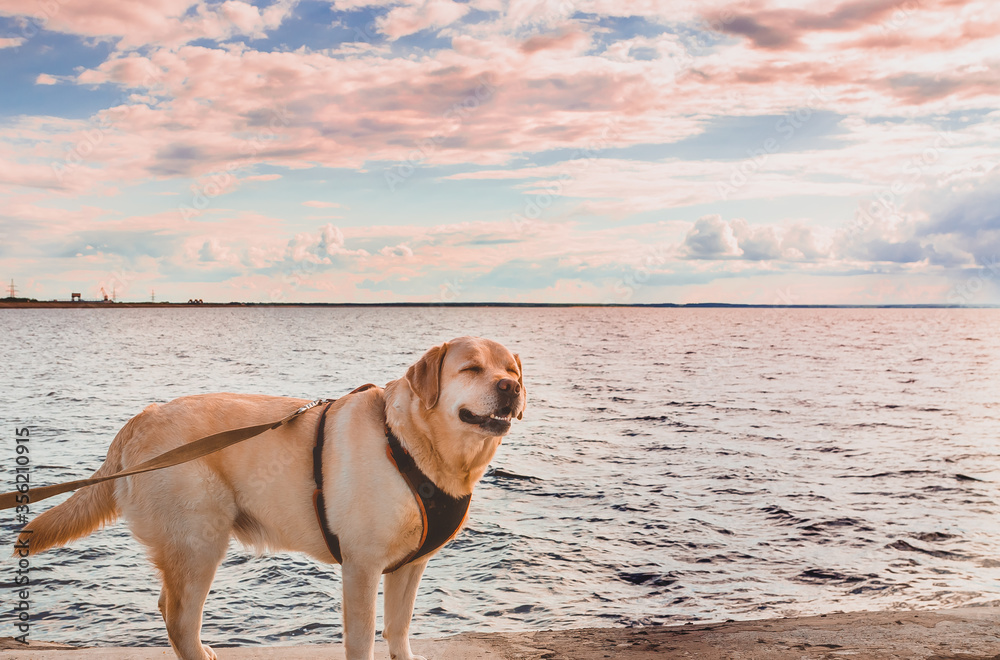 a labrador retriever gets pleasure of summer sea breeze. traveling with a dog lifestyle