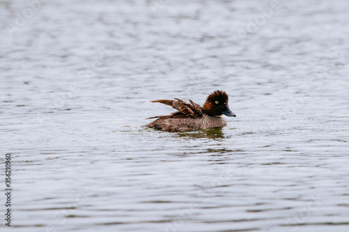 WIld Cute Duck