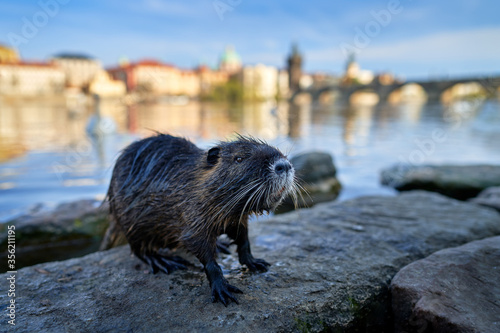 Nutria, wide angle with river city habitat, Vltava, Prague, Czech Republic. Myocastor coypus, big mouse with big tooth with house and bridge, Urben wildlife, nature in town. photo