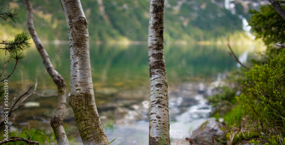 Fototapeta premium Trees couple on the lake