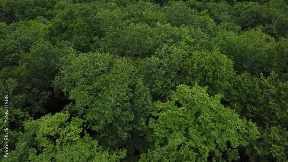 Aerial top view of summer green trees in forest background, Caucasus, Russia. Drone point of view 4K footage. Coniferous and deciduous trees. Aerial top view of summer green trees in forest background, Caucasus, Russia. Drone point of view 4K footage. Coniferous and deciduous trees.