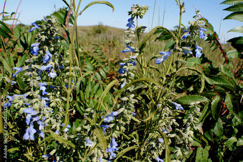 Obraz premium Wild flowers of blue and white grow in the Flint Hills near Manhattan, Kansas.
