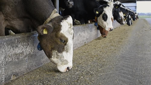 MS Cows in dairy farm eating / Wyns, Friesland, Netherlands photo