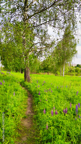 Landscape bacground in the spring season with path and trees