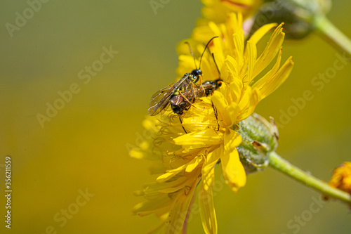 Black Soldier Fly Flies insect Hermetia Illucens mating on yellow dandelions © Pluto119