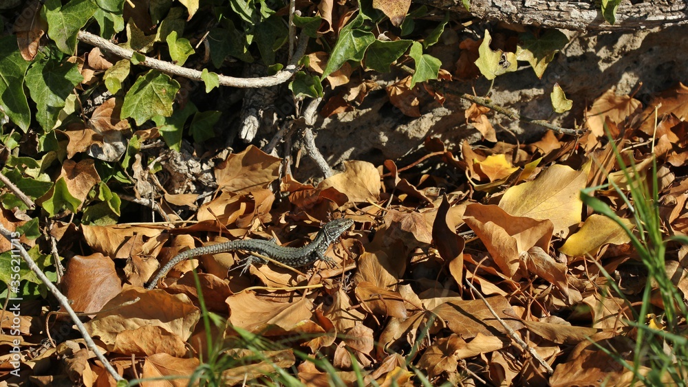 Männliche Mauereidechse (Podarcis muralis brongniardii) Männliche Mauereidechse (Podarcis muralis brongniardii)
