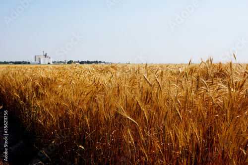 Golden fields of wheat in Kansas stretch for miles. A grain elevator for storing harvested wheat is in the distance.