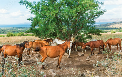 flock of horses near a tree