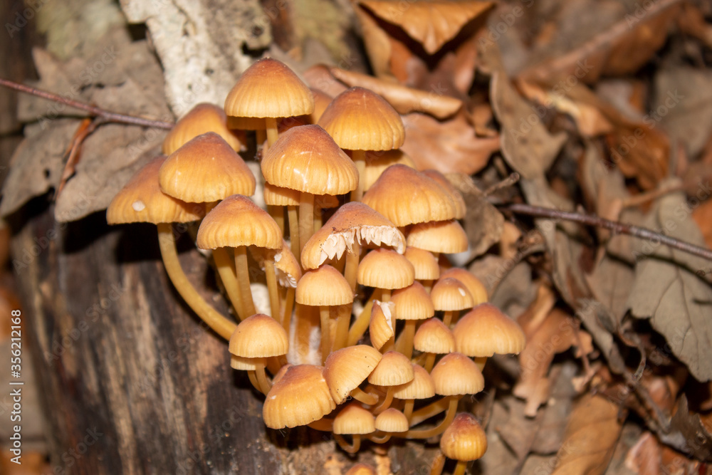 A family of mushrooms sitting on the roots of a tree A family of mushrooms sitting on the roots of a tree