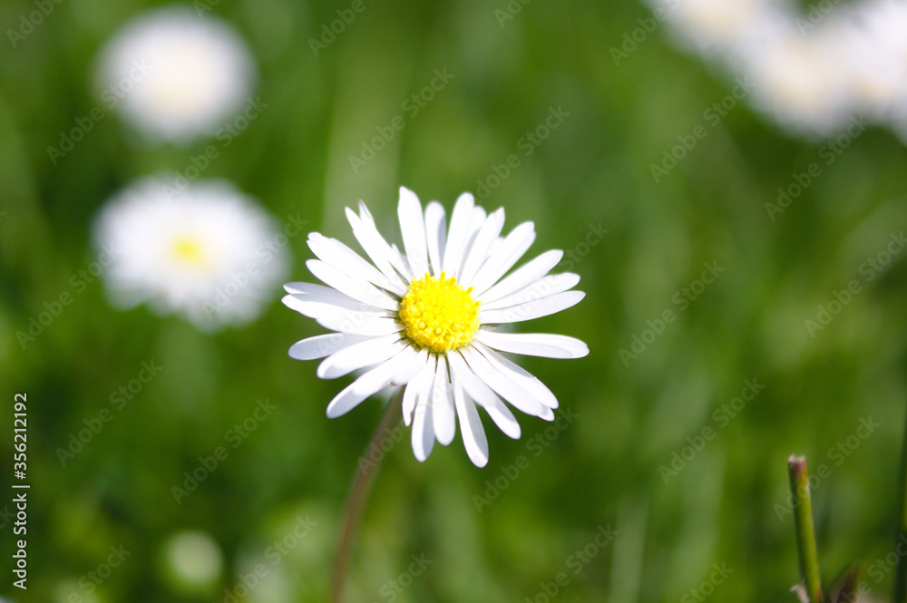 daisy in the grass daisy in the grass