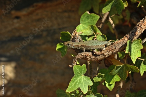 Weibliche Mauereidechse (Podarcis muralis brongniardii). photo