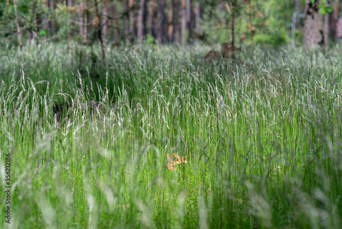 Green grass growing in forest glade