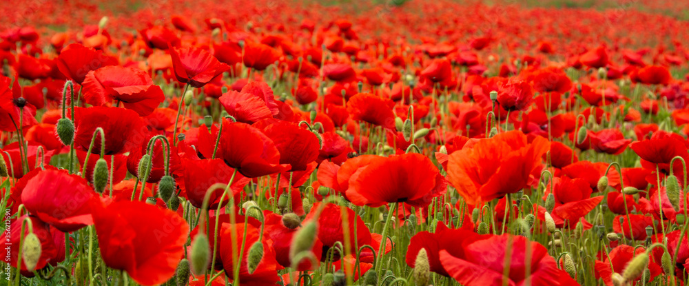 field with poppy flowers in selective focus - obrazy, fototapety, plakaty 