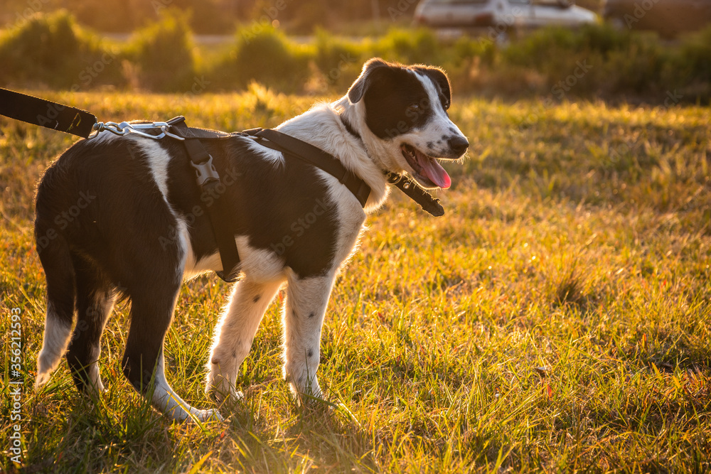 Perro con correa en el parque