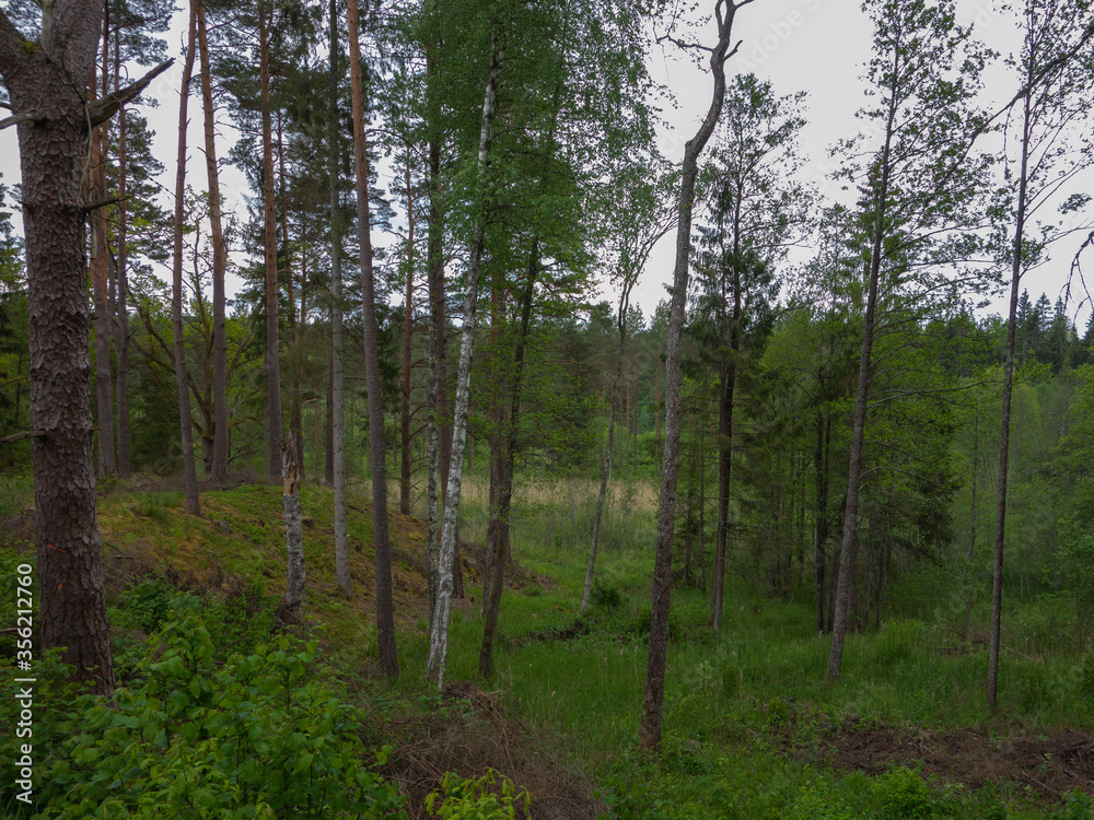 Wild pine forest in Latvia. Green Latvian forest. Wild pine forest in Latvia. Green Latvian forest.