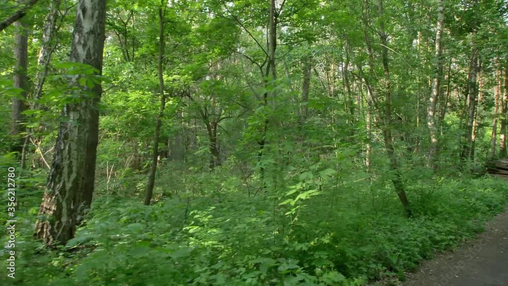 Morning in beautiful wood, with old great trees. Morning in beautiful wood, with old great trees.