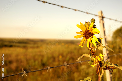 A wild sunflower grows along a barbed wire fence in the Kansas countryside.
