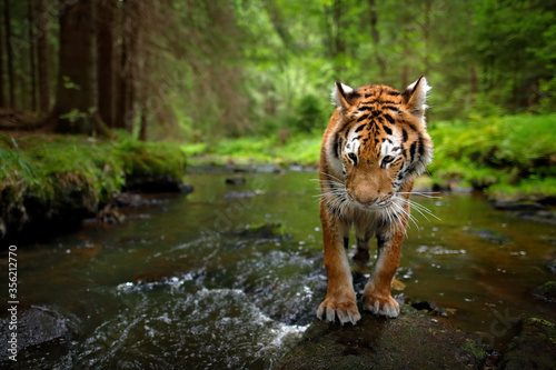 Tiger, wide angle in the forest river. Amur tiger walking in the water. Dangerous animal, tajga, Russia. Siberian tiger, wide lens angle view of wild animal. Big cat in nature habitat.