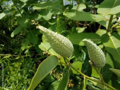 green plant with bumpy flower pod