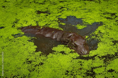 Pygmy hippopotamus, Choeropsis liberiensis in green water vegetation in the lake. Small hippo in the nature habitat. Pygmy hippopotamus from Liberia in Africa. Wildlife scene from nature.