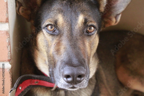 german shepherd dog portrait