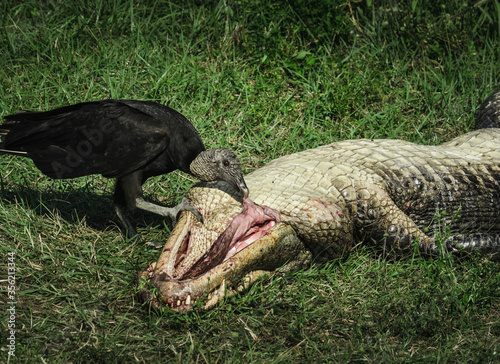 Vulture scavenging an alligator at Big Cypress, Florida