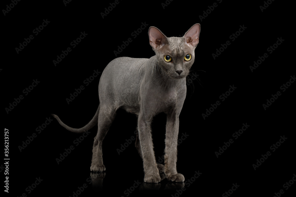 Gray Sphynx Cat Standing and Looking in Camera on Isolated Black Background