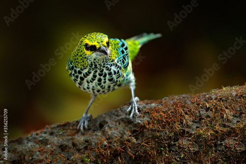 Tanager from Costa Rica. Speckled Tanager, Tangara guttata, sitting on the brown stone. Tropical bird in the nature habitat. Wildlife in Costa Rica. Yellow and green mountain bird in the dark forest.