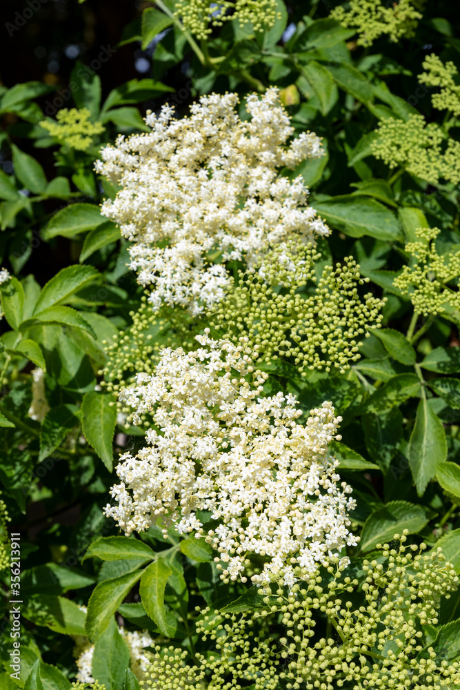 Selective focus of the inflorescence and leaves of elderflower (Sambucus nigra). Selective focus of the inflorescence and leaves of elderflower (Sambucus nigra).