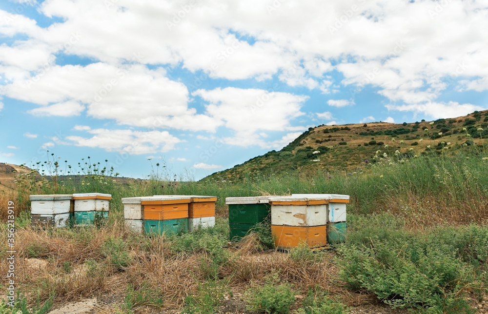 Colored beehives on the Golan Heights