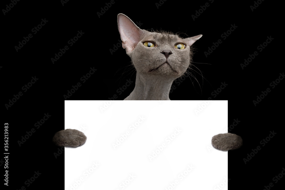 Portrait of Sphynx Cat Hold Blank Card and Pity Looking in Camera Isolated on Black Background