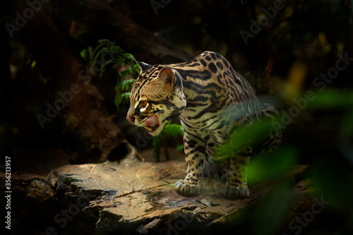 Margay, nice cat, sitting on the branch in the green tropical forest. Detail portrait of ocelot, cat margay in tropical forest. Animal in the nature habitat. Wildlife in Costa Rica. photo