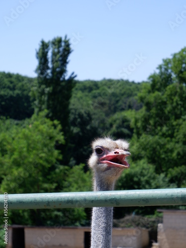 ostrich in park close up shot © lotusstock