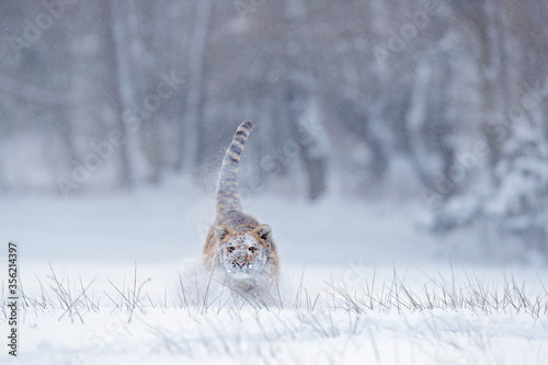 Tiger snow run in wild winter nature. Siberian tiger, Panthera tigris altaica. Action wildlife scene with dangerous animal. Cold winter in taiga, Russia. Snow flakes with wild Amur cat.