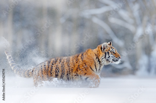 Tiger, cold winter in taiga, Russia. Snow flakes with wild Amur cat. Tiger snow run in wild winter nature. Siberian tiger, Panthera tigris altaica. Action wildlife scene with dangerous animal.