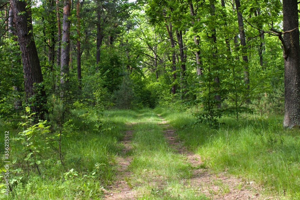 footpath in a green oak forest footpath in a green oak forest