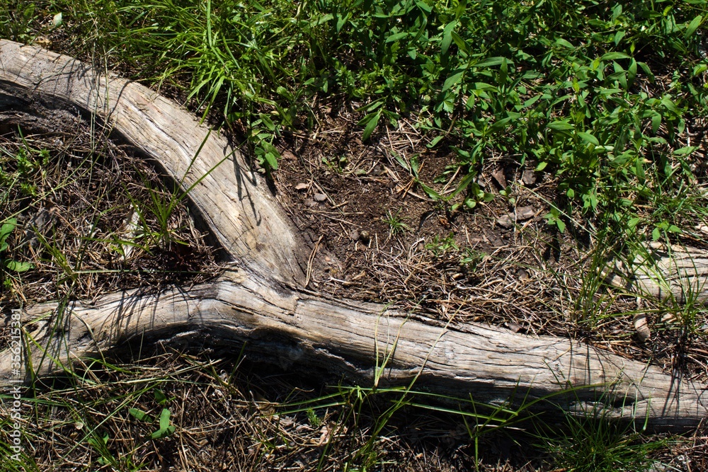 old withered tree branch in green grass old withered tree branch in green grass