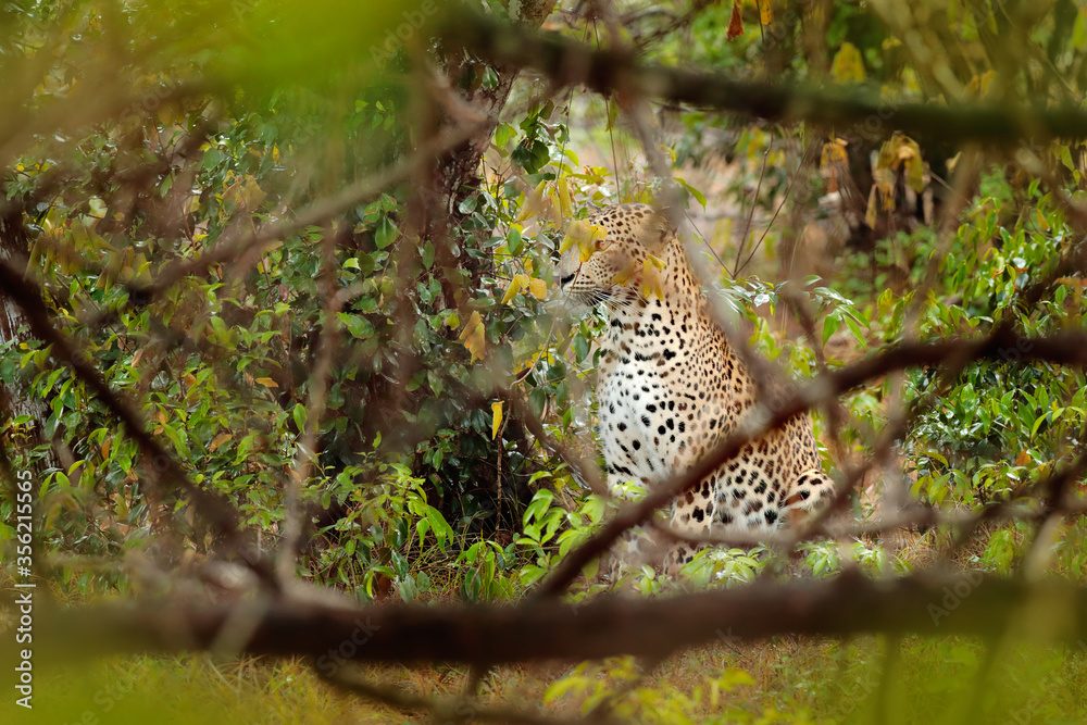 Leoprad hidden in green vegetation. Leopard from Sri Lanka, Panthera pardus kotiya, big spotted cat lying on the tree in the nature habitat, Yala national park, Sri Lanka.
